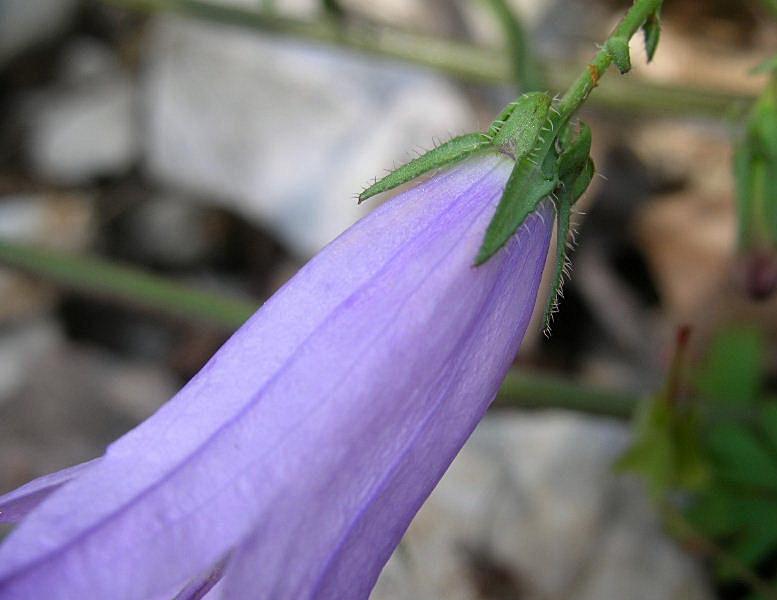 Campanula sibirica / Campanula siberiana